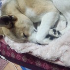 はゆた